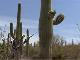 Saguaro National Park (アメリカ合衆国)